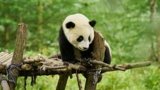 Panda a já
